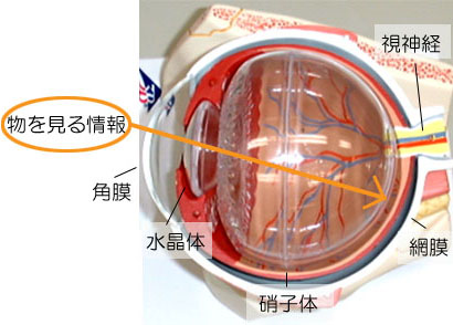 目のつくり