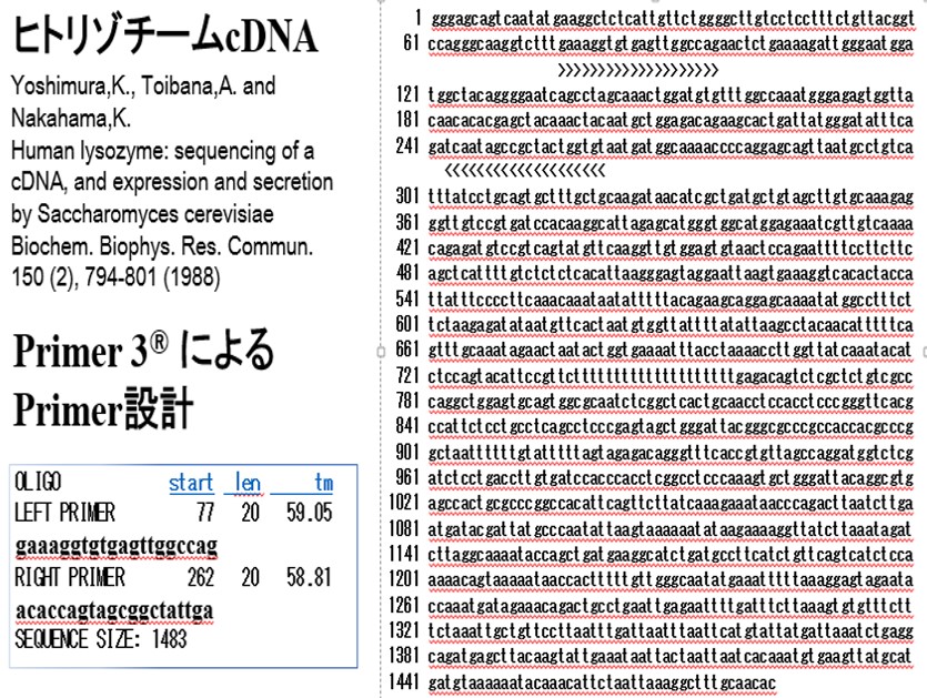 リアルタイムPCRに用いるPrimer設計