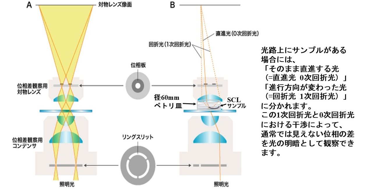 位相差観察の原理